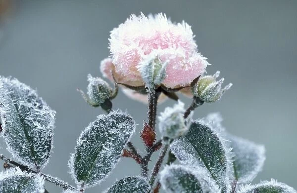Rose species rimed, frosted pink flower in garden Miniature rose