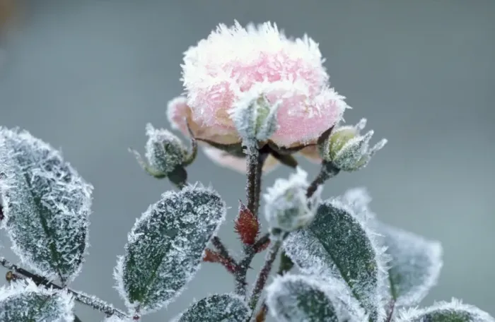 Framed Print : Rose species rimed, frosted pink flower in garden Miniature rose Framed Print : Rose species rimed, frosted pink flower in garden Miniature rose