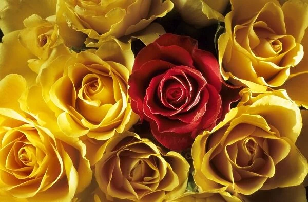 Rose - yellow flowers and red flowers
