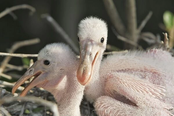 Roseate Spoonbill - two chicks. Venezuela