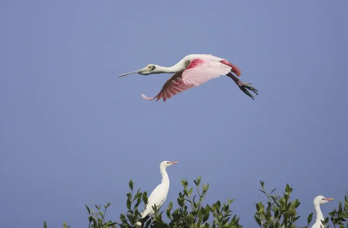 Framed Print : Roseate Spoonbill - in flight. Venezuela