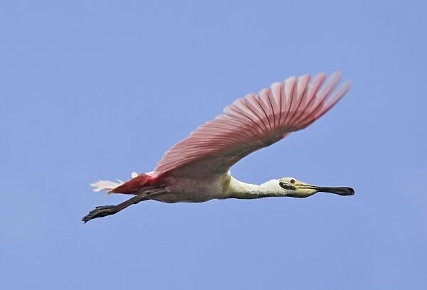 Roseate Spoonbill - in flight. Venezuela