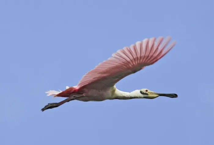Framed Print : Roseate Spoonbill - in flight. Venezuela Framed Print : Roseate Spoonbill - in flight. Venezuela