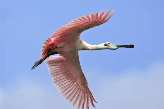 Framed Print : Roseate Spoonbill - in flight. Venezuela Framed Print : Roseate Spoonbill - in flight. Venezuela