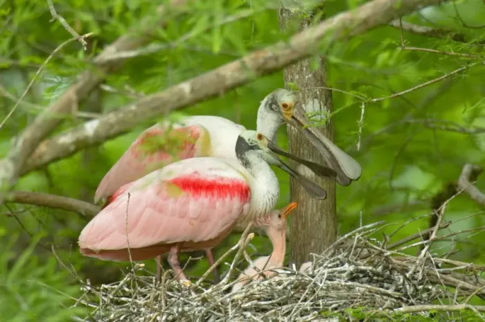 Framed Print : Roseate Spoonbill - At nest with young. Southern U. S. A, May. _TPL5185 Framed Print : Roseate Spoonbill - At nest with young. Southern U. S. A, May. _TPL5185