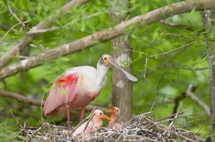 Framed Print : Roseate Spoonbill - At nest with young. Southern U. S. A, May. _TPL5221 Framed Print : Roseate Spoonbill - At nest with young. Southern U. S. A, May. _TPL5221