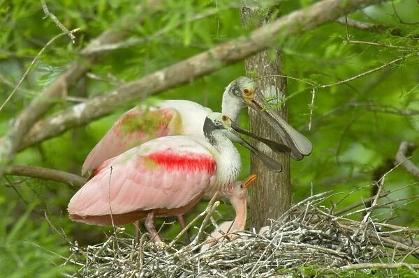 Roseate Spoonbill - At nest with young. Southern U. S. A, May. _TPL5185