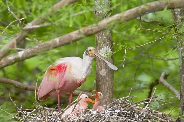 Roseate Spoonbill - At nest with young. Southern U. S. A, May. _TPL5221