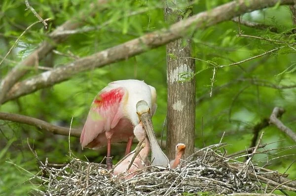 Roseate Spoonbill - At nest with young. Southern U. S. A May _TPL5223