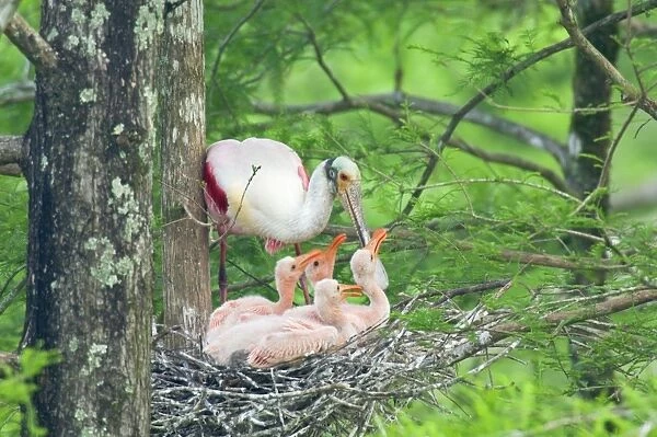 Roseate Spoonbill - At nest with young. Southern U. S. A May _TPL5842