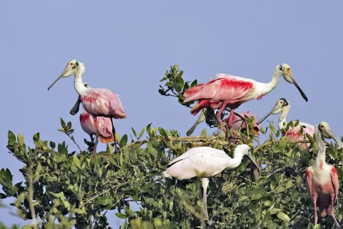 Framed Print : Roseate Spoonbill - in tree. Venezuela Framed Print : Roseate Spoonbill - in tree. Venezuela
