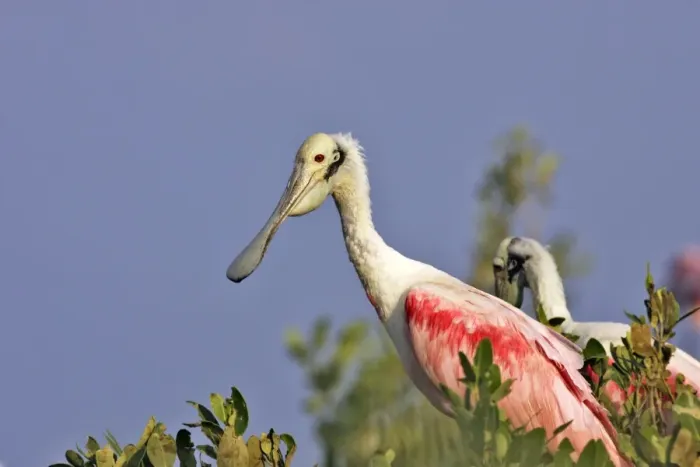 Framed Print : Roseate Spoonbill. Venezuela Framed Print : Roseate Spoonbill. Venezuela