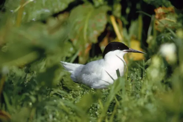 Framed Print : Roseate Tern Framed Print : Roseate Tern
