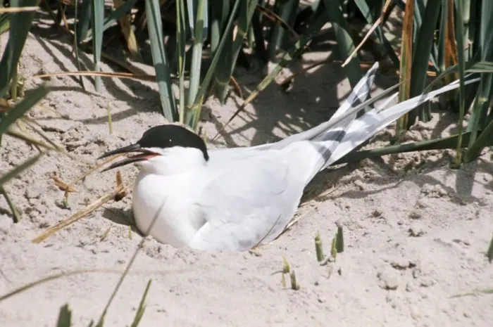 Framed Print : Roseate Tern - at nest Framed Print : Roseate Tern - at nest