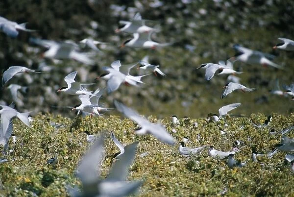 Roseate Terns - in flight over colony