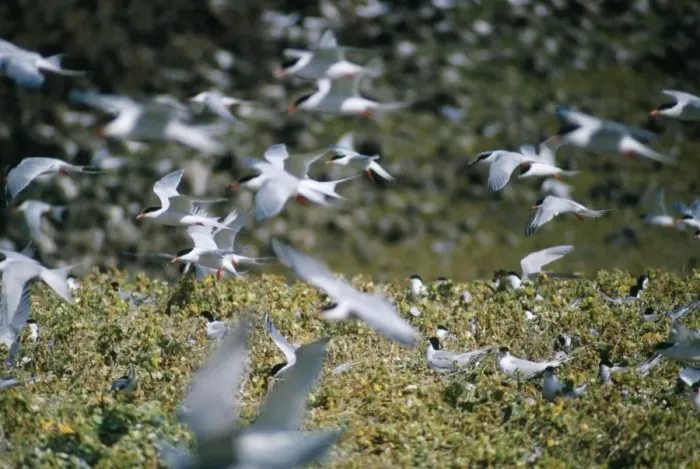 Framed Print : Roseate Terns - in flight over colony Framed Print : Roseate Terns - in flight over colony