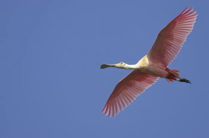 Framed Print : Roseatte Spoonbill - in flight. Ding Darling NWR, florida, USA BI001515