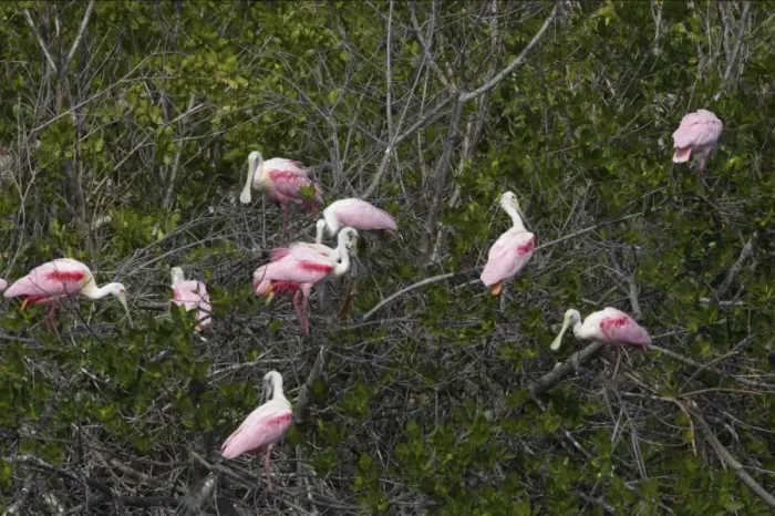 Framed Print : Roseatte Spoonbill - In trees, high tide roost Ding Darling NWR, florida, USA BI001513 Framed Print : Roseatte Spoonbill - In trees, high tide roost Ding Darling NWR, florida, USA BI001513