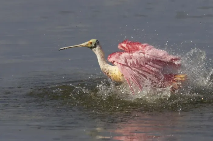 Framed Print : Roseatte Spoonbill washing. Ding Darling NWR, florida, USA BI001551 Framed Print : Roseatte Spoonbill washing. Ding Darling NWR, florida, USA BI001551