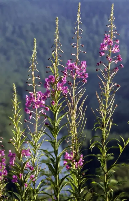 Framed Print : Rosebay Willow-herb Framed Print : Rosebay Willow-herb