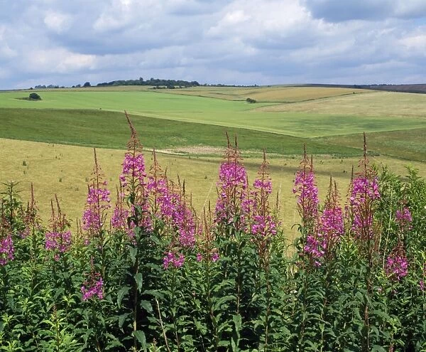 Rosebay Willowherb South downs west sussex, UK
