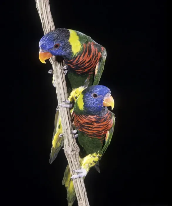Framed Print : Rosenberg's Lorikeet Framed Print : Rosenberg's Lorikeet