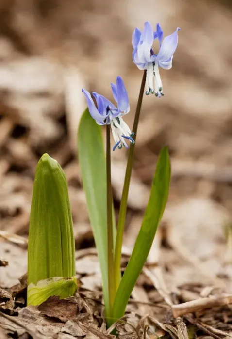 Framed Print : Rosen's Squill - high in the Lesser Caucasus, Georgia Framed Print : Rosen's Squill - high in the Lesser Caucasus, Georgia