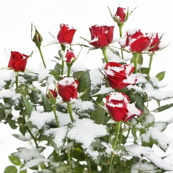 Roses - in snow