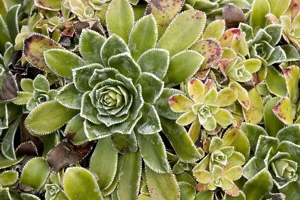 Rosette of livelong saxifrage (Saxifraga paniculata = S. aizoon). Sweden