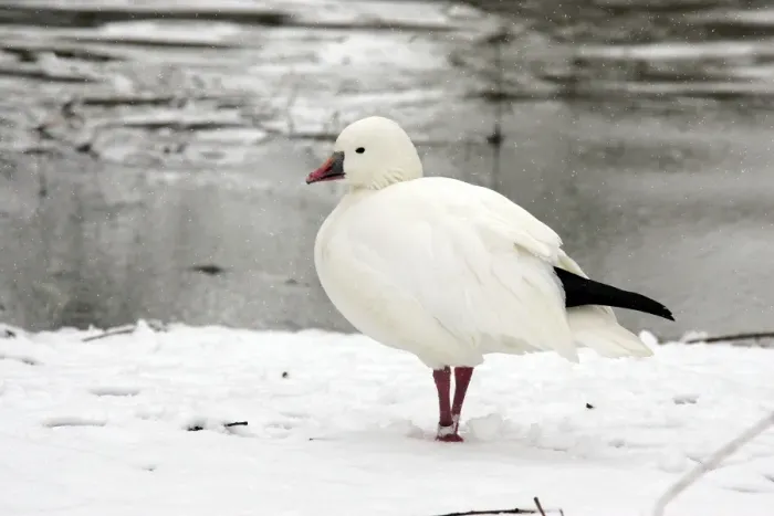 Framed Print : Ross's Goose - captive Framed Print : Ross's Goose - captive