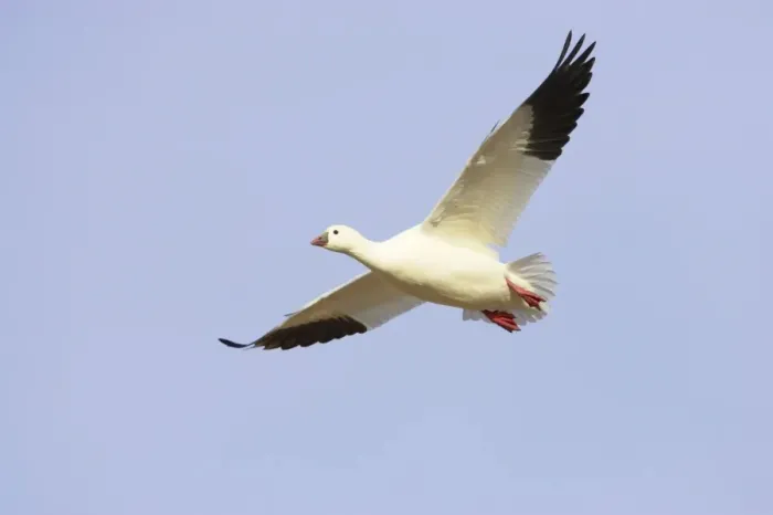 Framed Print : Ross's Goose - In flight Anser rossii Bosque Del Apache NWR New Mexico, USA BI017261 Framed Print : Ross's Goose - In flight Anser rossii Bosque Del Apache NWR New Mexico, USA BI017261