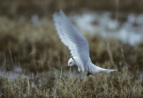 Ross's Gull - On Breeding Grounds Kolyma Delta, Siberia, Russia BI005635