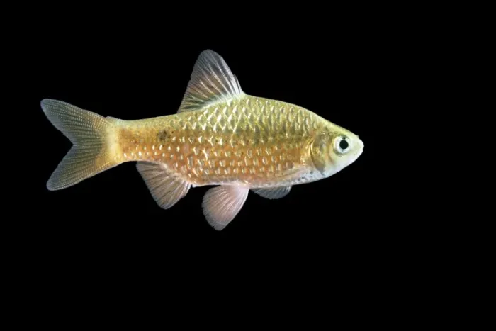 Framed Print : Rosy Barb Fish Distribution: India