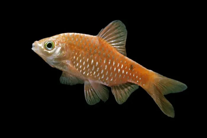 Framed Print : Rosy barb – side view black background tropical freshwater Asia 002054 Framed Print : Rosy barb – side view black background tropical freshwater Asia 002054