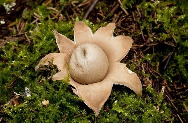 Rosy Earthstar - on the ground in deciduous woodland