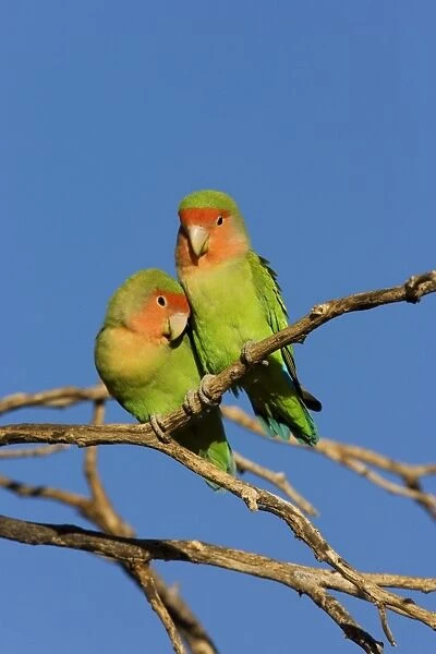 Rosy faced Lovebird Central Namibia, Africa