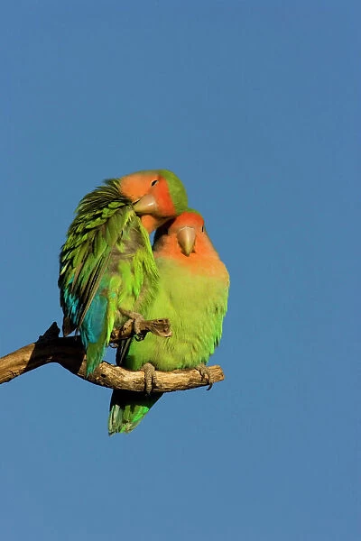 Rosy faced Lovebird - portrait of pair Central Namibia, Africa