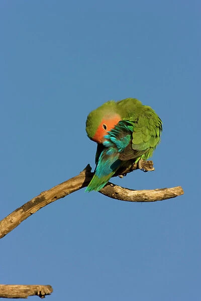Rosy faced Lovebird - preening Central Namibia, Africa