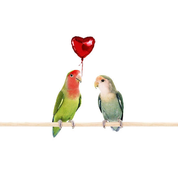 Rosy-faced  /  Peach-faced Lovebirds one holding heart-shaped balloon