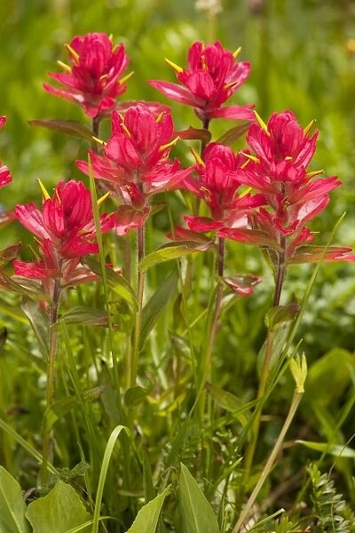 Rosy Paintbrush - in flower Rustler's Gulch, Maroon Bells-Snowmass Wilderness, near Crested Butte, The Rockies, Colorado, USA, North America