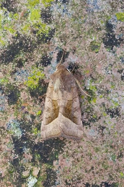 Rosy Rustic Moth - Essex, UK IN000699