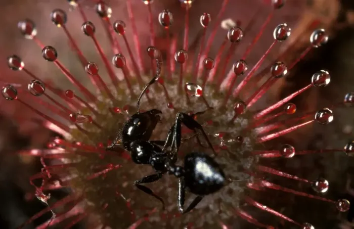 Framed Print : Rosy sundew - leaf with trapped ant Framed Print : Rosy sundew - leaf with trapped ant