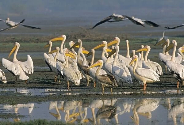 Rosy  /  White Pelicans in the wetland, Keoladeo National Park, India