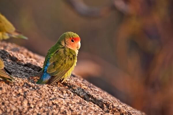 Rosyfaced lovebird - sitting on rock in early morning light - Namibia