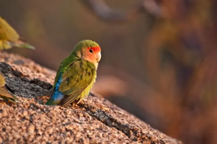 Framed Print : Rosyfaced lovebird - sitting on rock in early morning light - Namibia