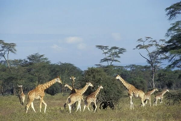 Rothchild's giraffe - family group Kenya. 3mb455