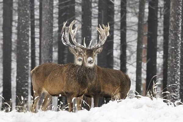 Rothirsch. SM-2193. Red Deer - bucks in snow covered landscape