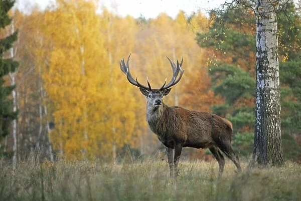 Rothirsch. SM-1766. Red Deer - Autumn. Germany