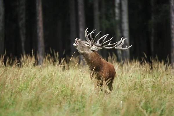 Rothirsch. SM-2167. Red Deer - buck bellowing in mating season