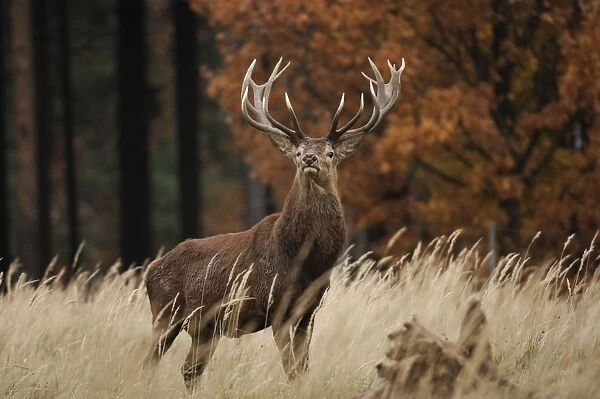 Rothirsch. SM-2168. Red Deer - buck at autumn